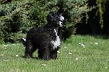 CHIEN NU CHINOIS 037